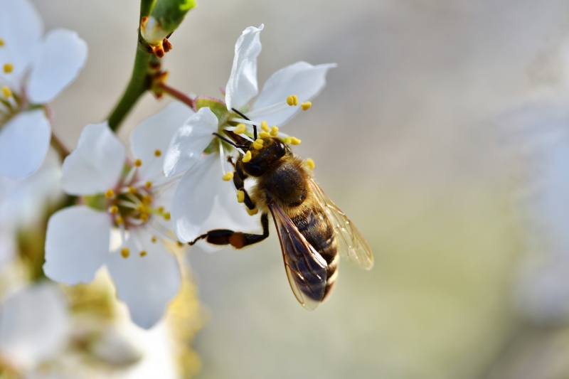 jardinerie-MOISSAC BELLEVUE-min_bee-4092986